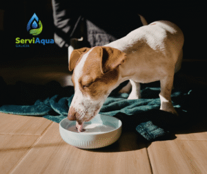 osmosis inversa para mascota