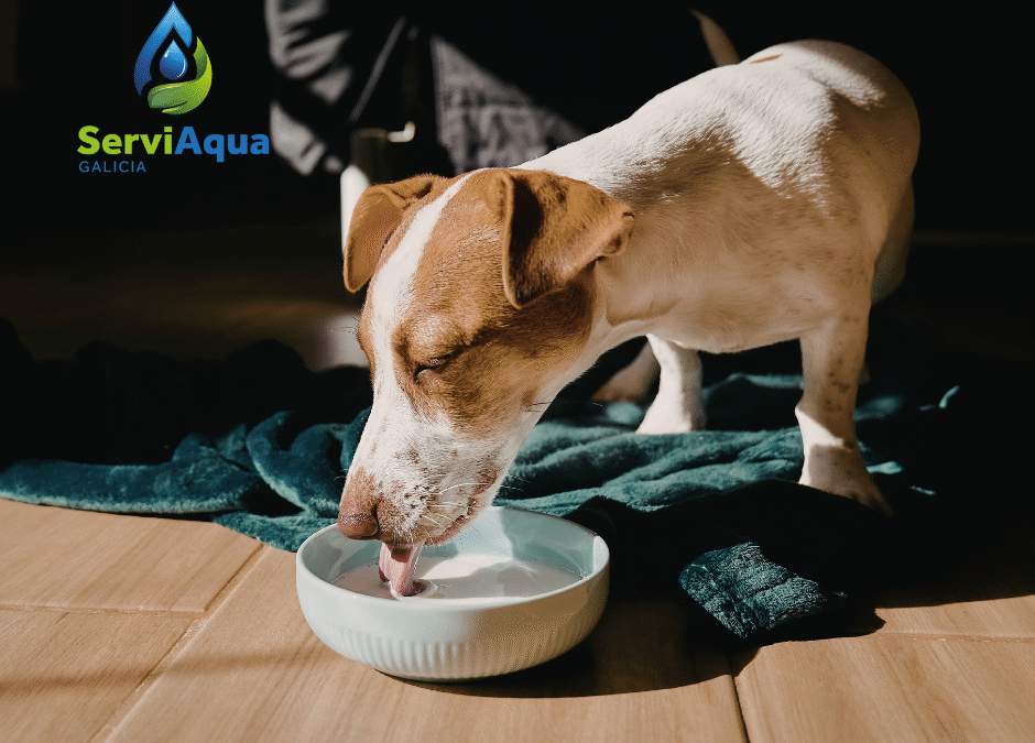 Agua y Mascotas: ¿Por qué ellos también necesitan agua filtrada?